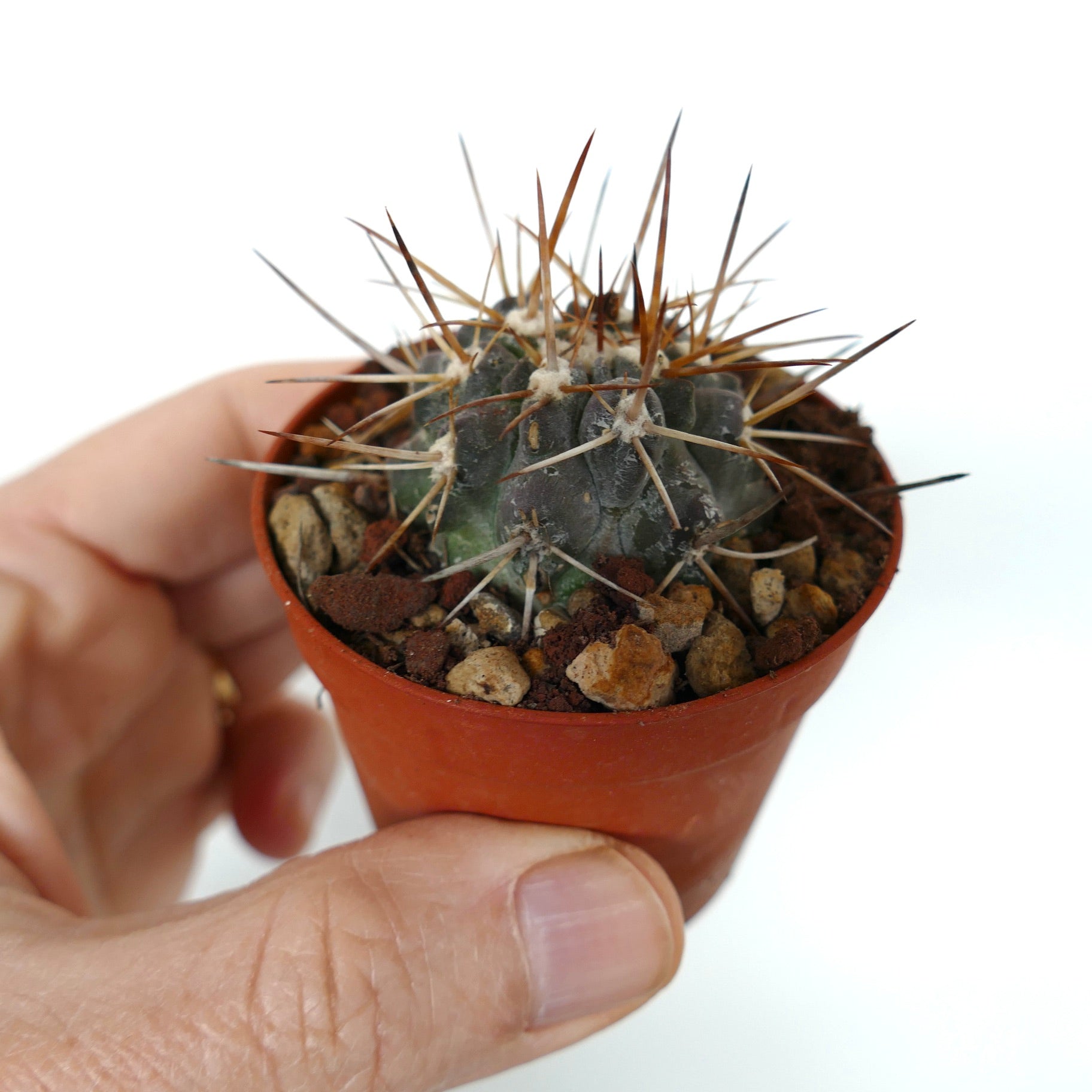 Copiapoa atacamensis small cactus with long brown spines in terracotta pot held by hand