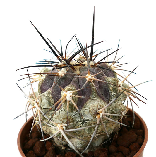 Copiapoa atacamensis (Botija Valley form)