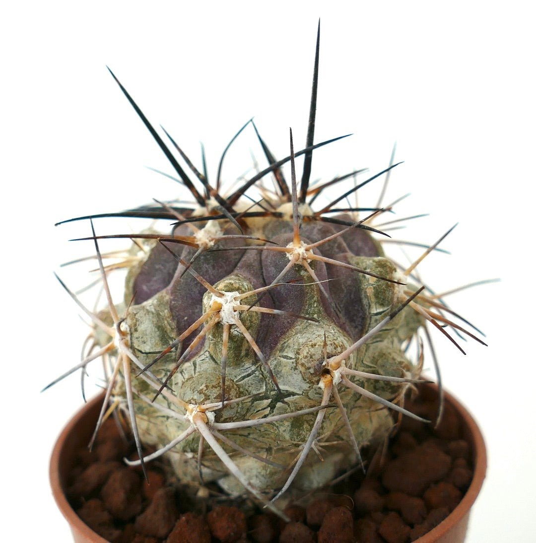 Copiapoa atacamensis (Botija Valley form)