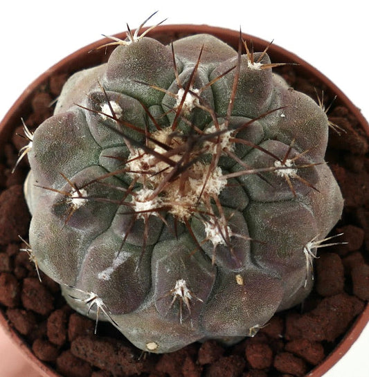 Copiapoa cinerea BROWN SPINES