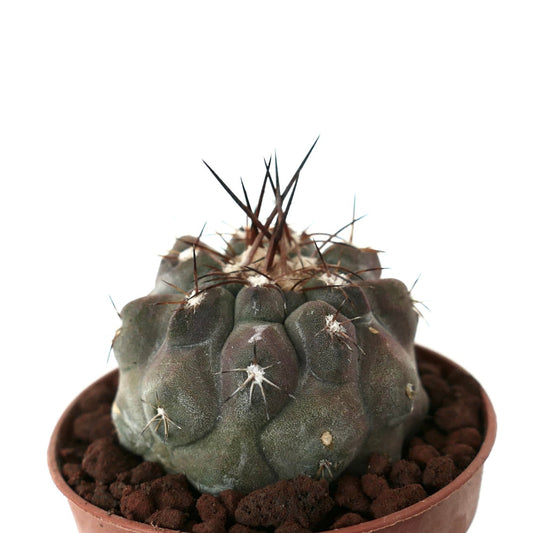 Copiapoa cinerea BROWN SPINES