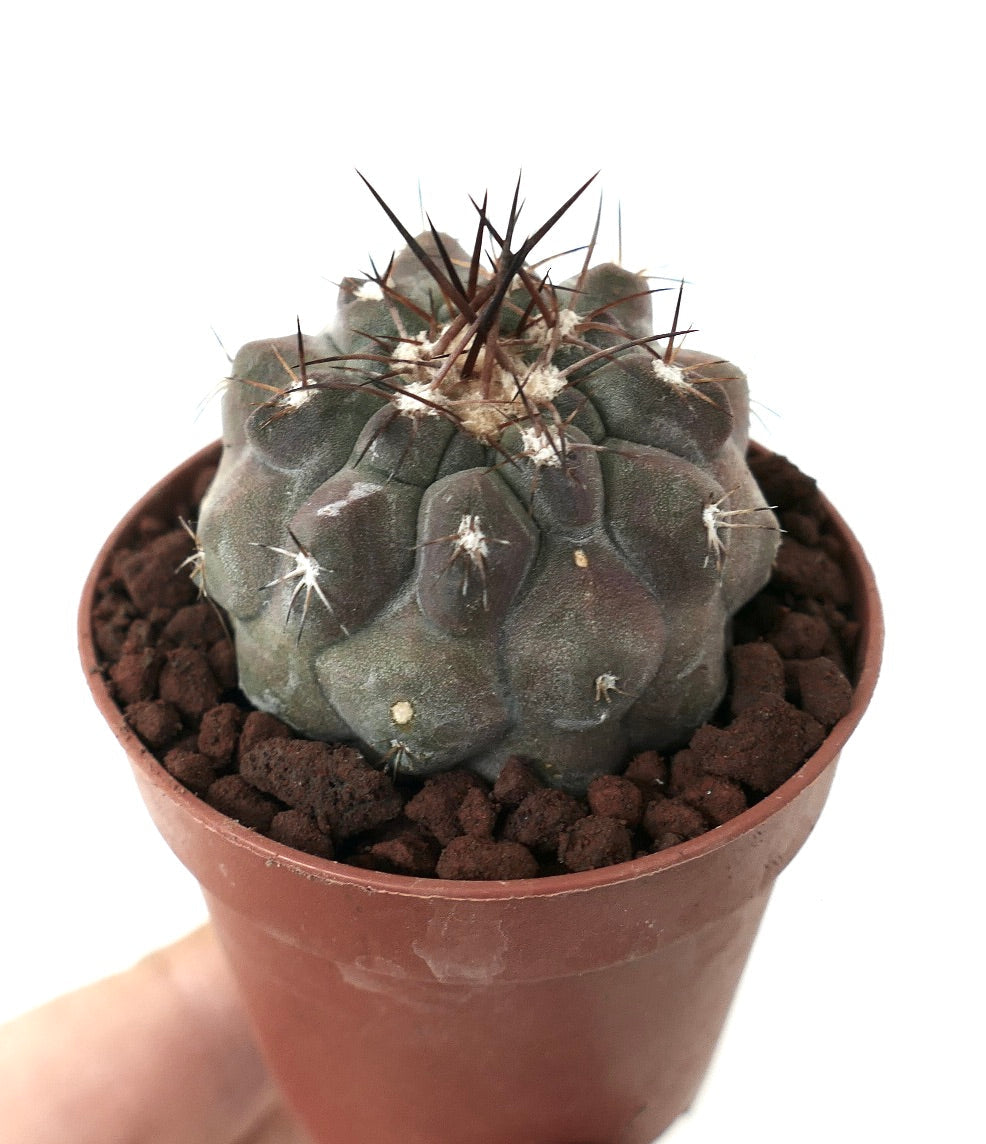 Copiapoa cinerea BROWN SPINES