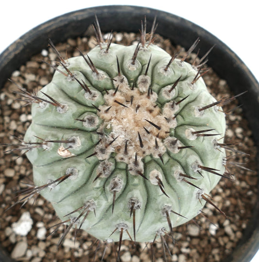 Copiapoa cinerea rare succulent cactus with thick spines and woolly center in black pot