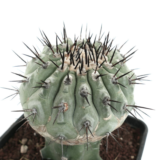 Copiapoa cinerea rare succulent cactus with thick green ribs and sharp dark spines