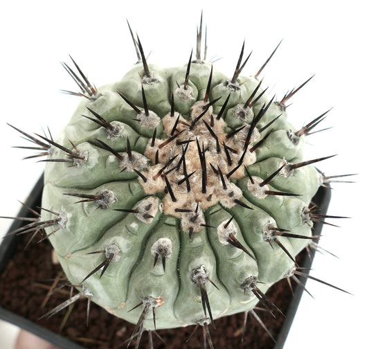 Copiapoa cinerea rare succulent cactus with thick green body and long dark spines in pot