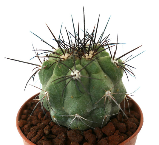 Copiapoa cinerea GREEN x fiedleriana