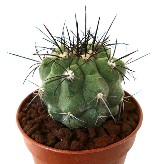 Copiapoa cinerea GREEN x fiedleriana