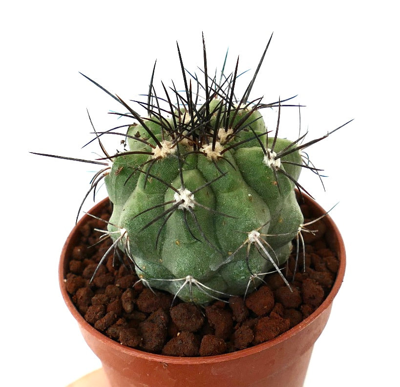 Copiapoa cinerea GREEN x fiedleriana