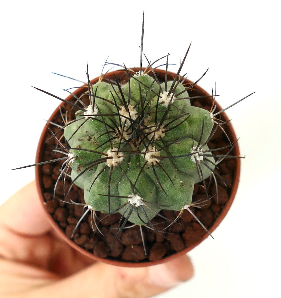 Copiapoa cinerea GREEN x fiedleriana