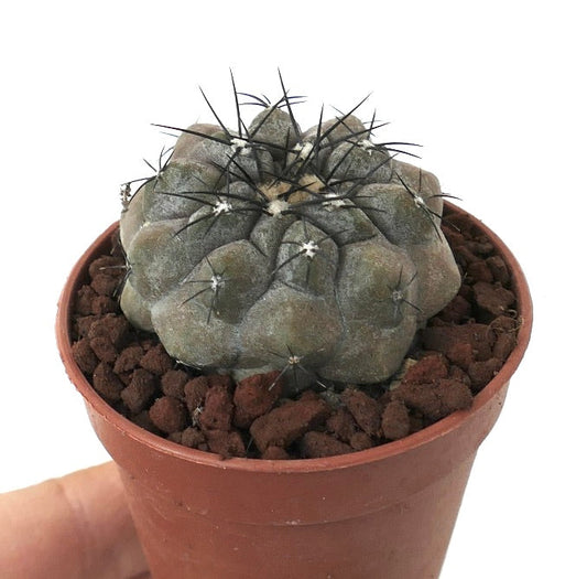 Copiapoa cinerea GREY x hypogaea