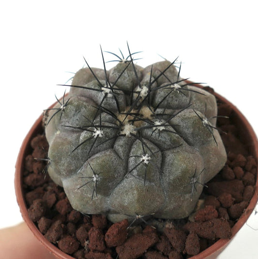 Copiapoa cinerea GREY x hypogaea