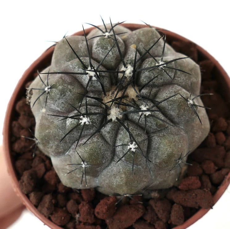 Copiapoa cinerea GREY x hypogaea