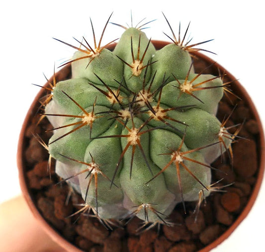 Copiapoa cinerea SHORT SPINES x Copiapoa goldii