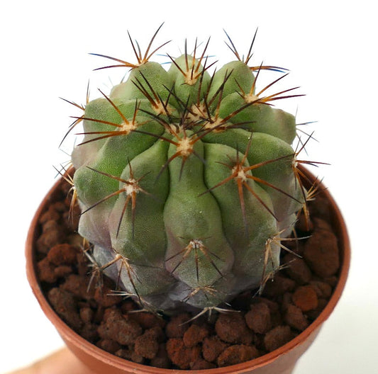 Copiapoa cinerea SHORT SPINES x Copiapoa goldii