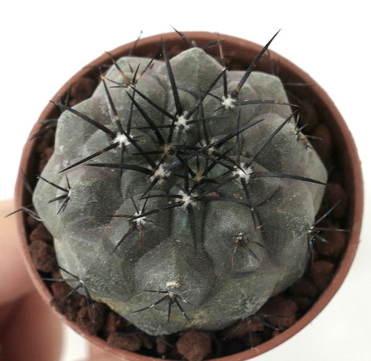Copiapoa cinerea TALTAL