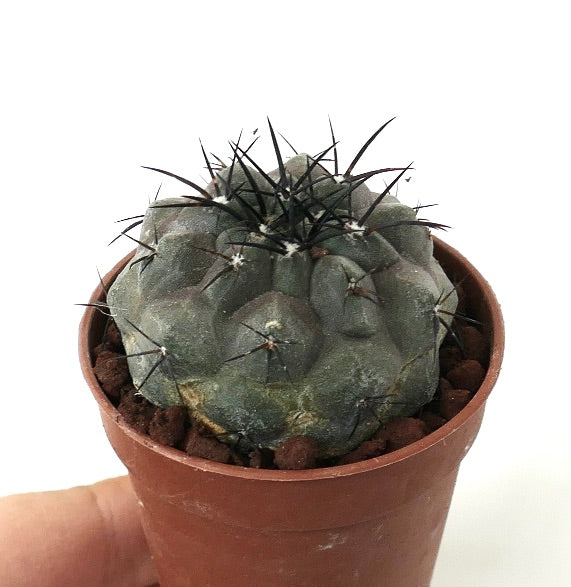 Copiapoa cinerea TALTAL