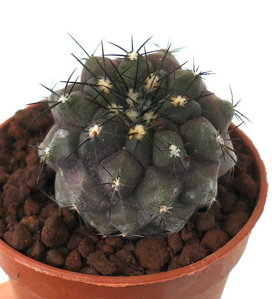 Copiapoa cinerea X Copiapoa alticostata