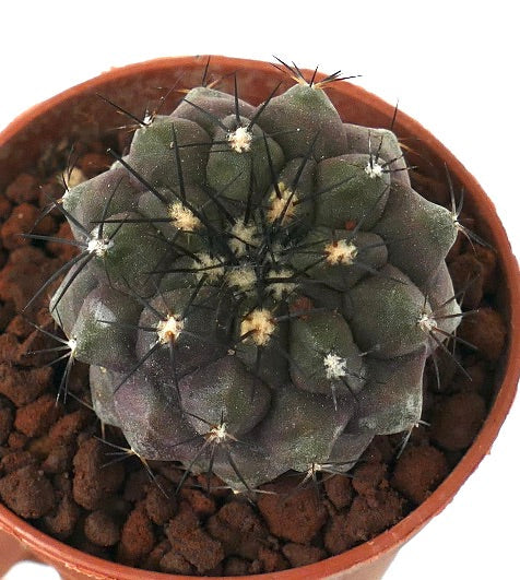 Copiapoa cinerea X Copiapoa alticostata