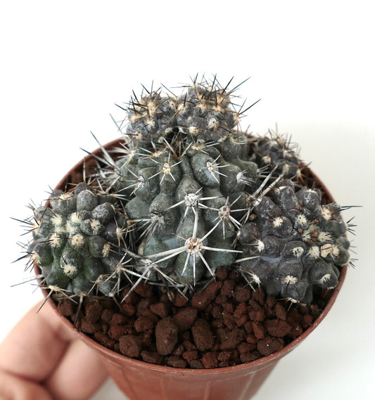 Copiapoa cinerea X atacamensis GREY CLUSTER