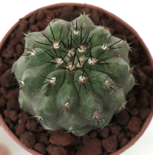 Copiapoa cinerea form brevispina