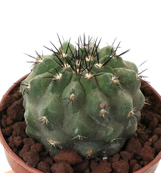 Copiapoa cinerea form brevispina