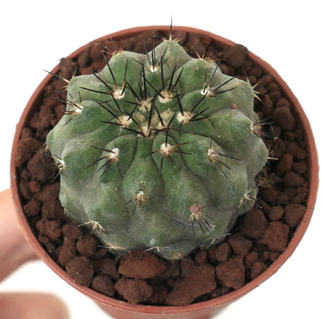 Copiapoa cinerea form brevispina