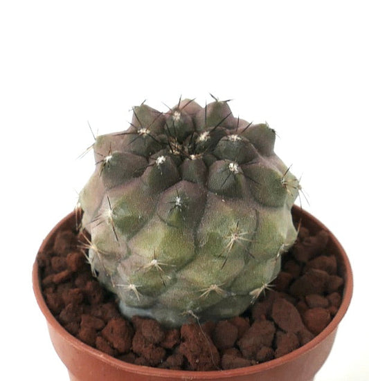 Copiapoa cinerea form nuda X Copiapoa tenuissima