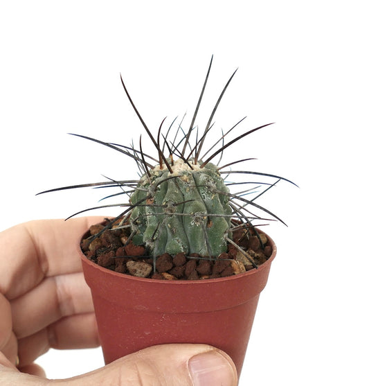 Copiapoa cinerea var. dealbata small cactus with long dark spines in red pot held by hand