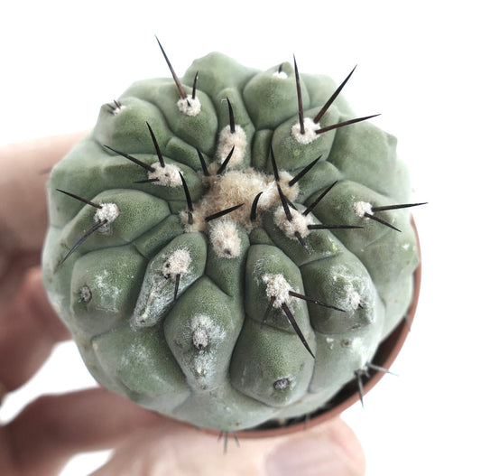 Copiapoa cinerea var. unguispina