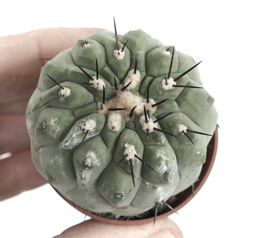 Copiapoa cinerea var. unguispina