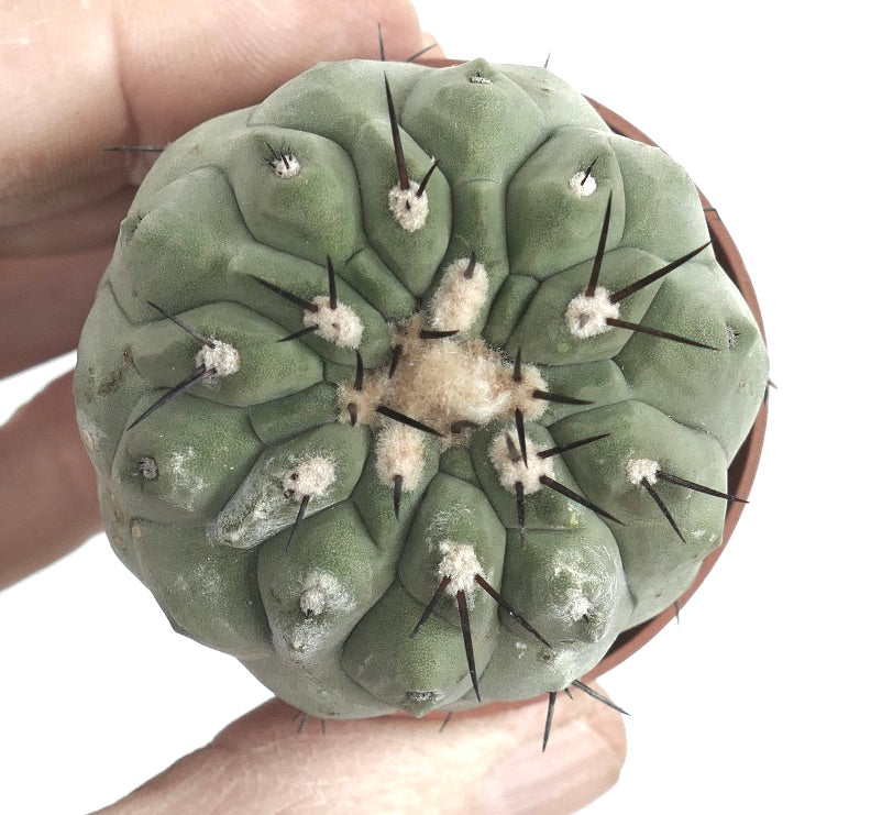 Copiapoa cinerea var. unguispina