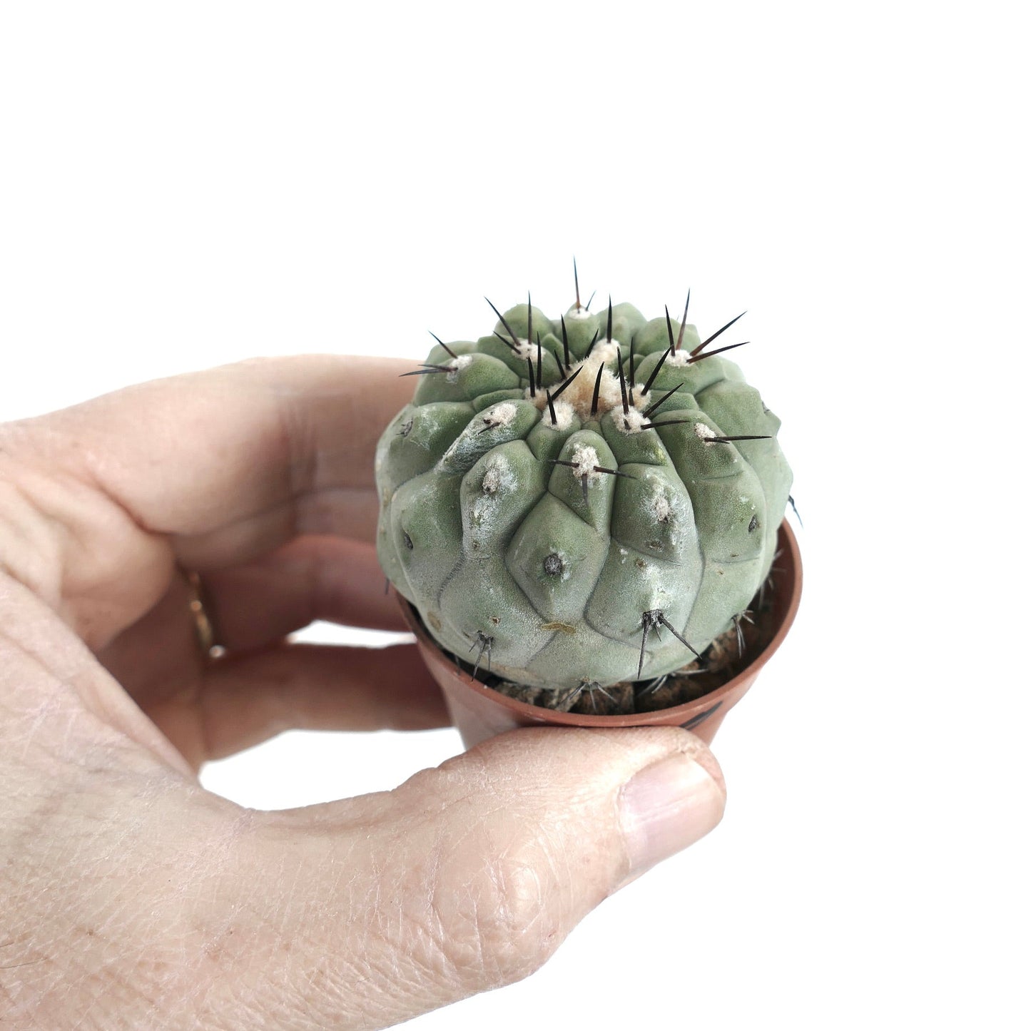 Copiapoa cinerea var. unguispina