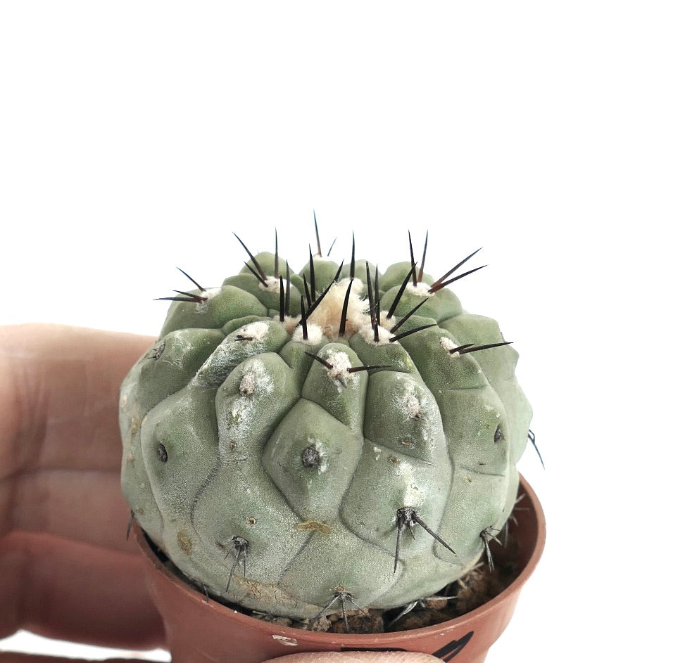 Copiapoa cinerea var. unguispina