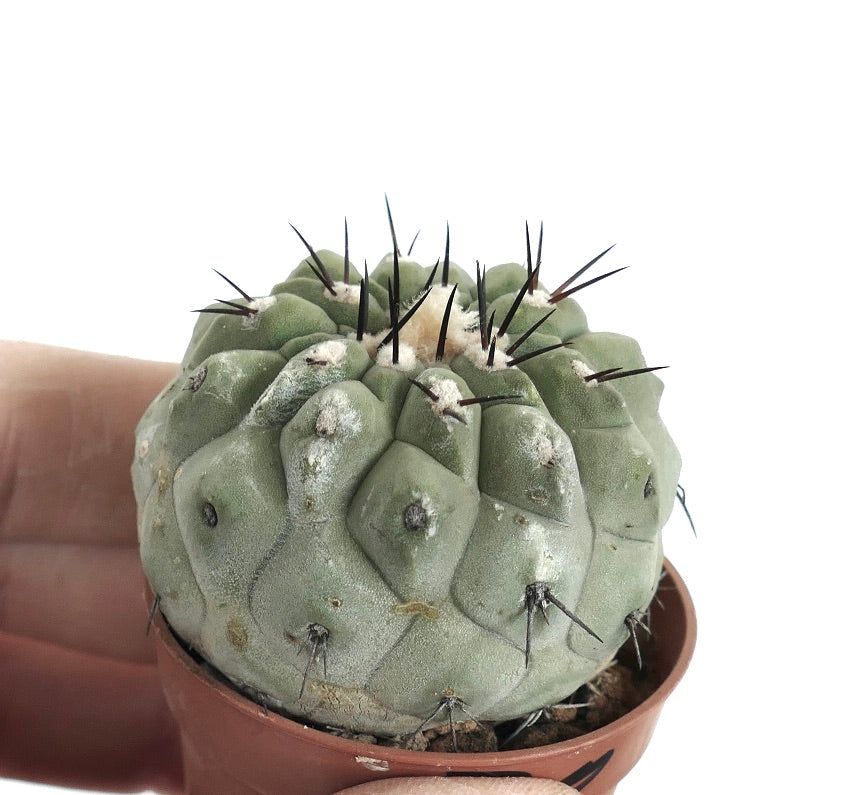 Copiapoa cinerea var. unguispina