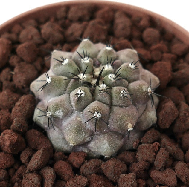 Copiapoa cinerea x lauii (RARE HYBRID)
