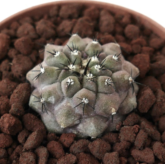 Copiapoa cinerea x lauii (RARE HYBRID)