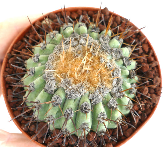 Copiapoa columna-alba