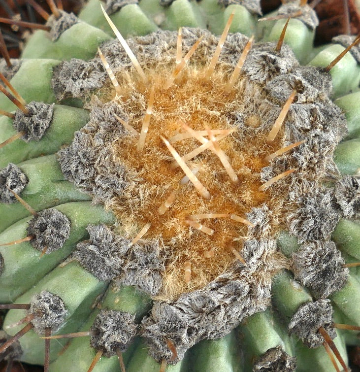 Copiapoa columna-alba