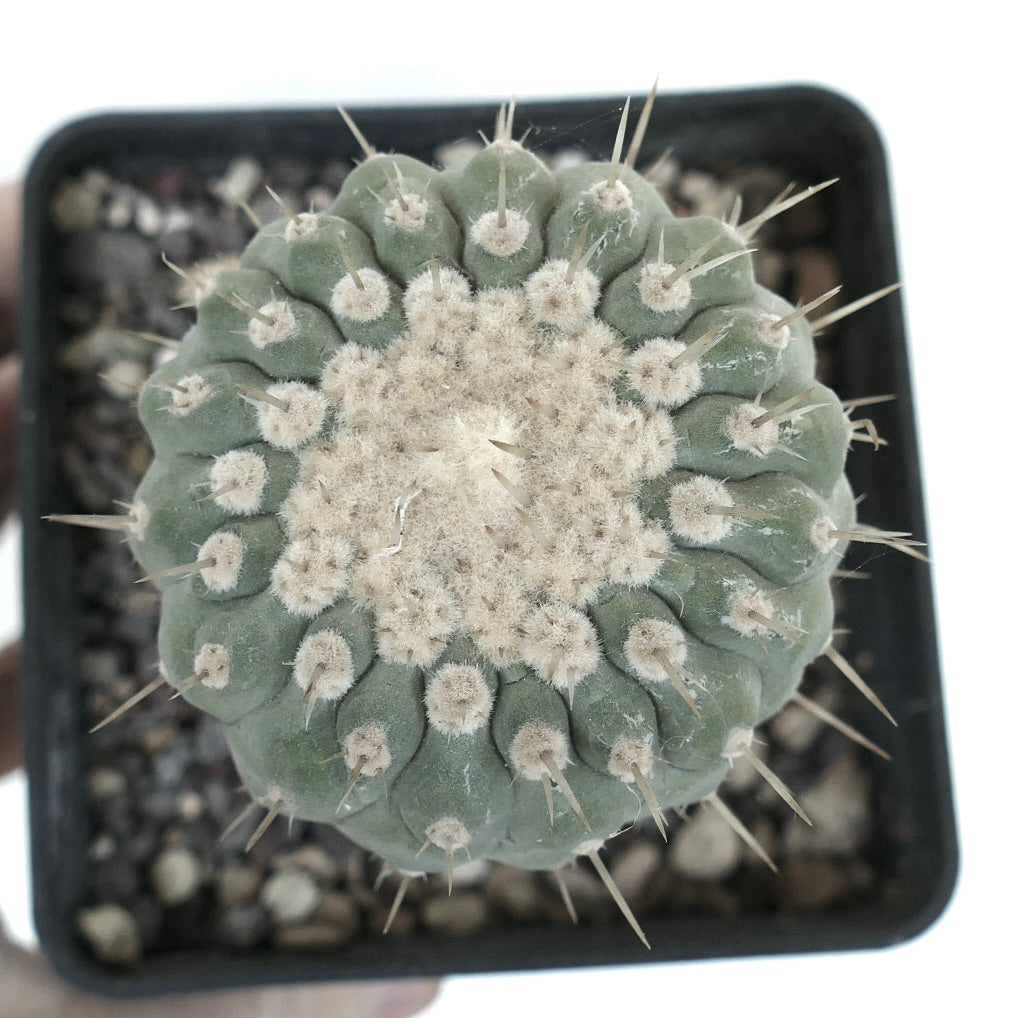 Copiapoa columna-alba succulent cactus with dense white wool and sharp spines in pot