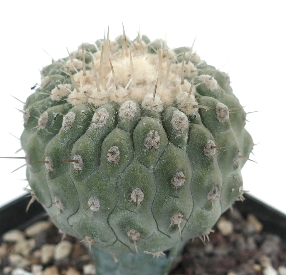 Copiapoa columna-alba var albispina succulent cactus with rounded ribs and white woolly areoles