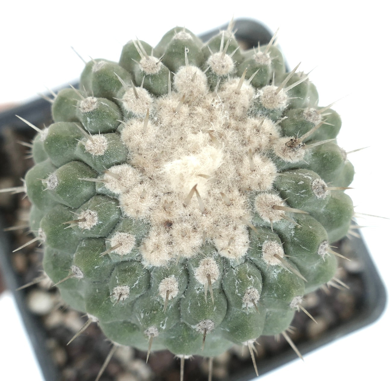 コピアポア・コルムナ・アルバ 多肉植物のサボテン、密な白い綿毛と鋭い棘のクローズアップ