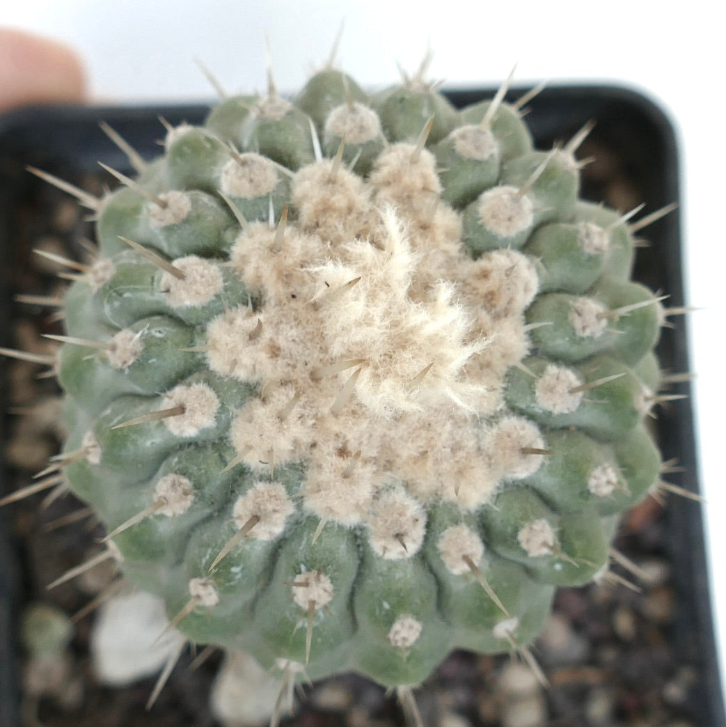 Copiapoa columna-alba var. albispina succulent cactus with dense white wool and sharp spines