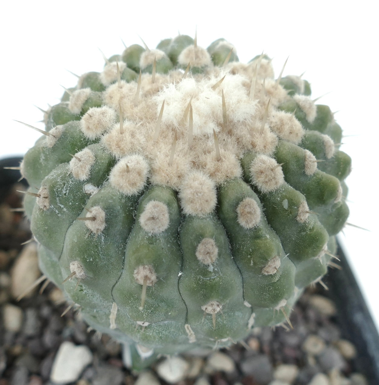 Copiapoa columna-alba var. albispinus succulent cactus with dense white wool and sharp spines