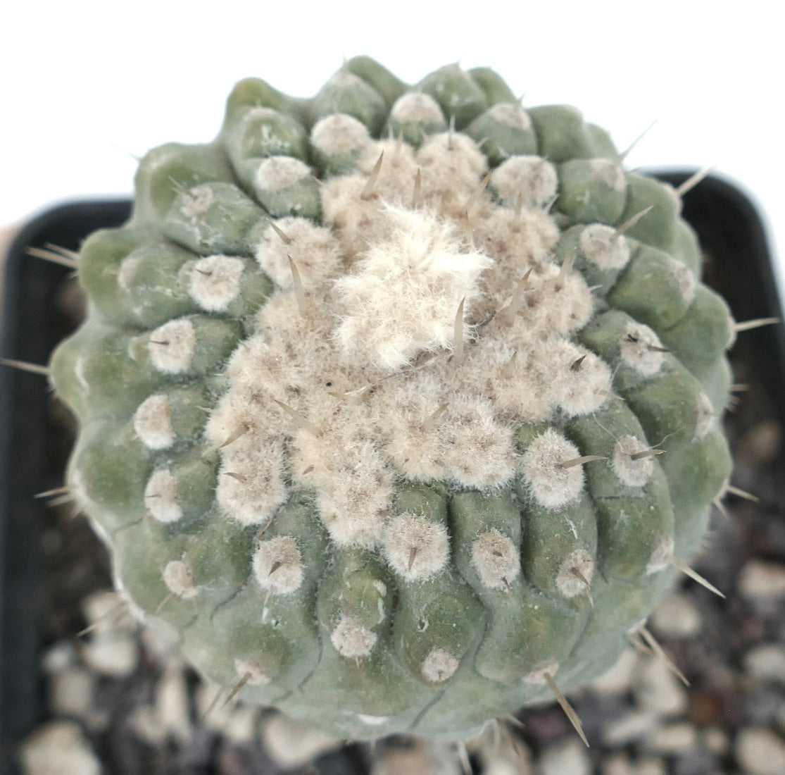 Copiapoa columna-alba succulent cactus with woolly areoles and sharp spines in pot