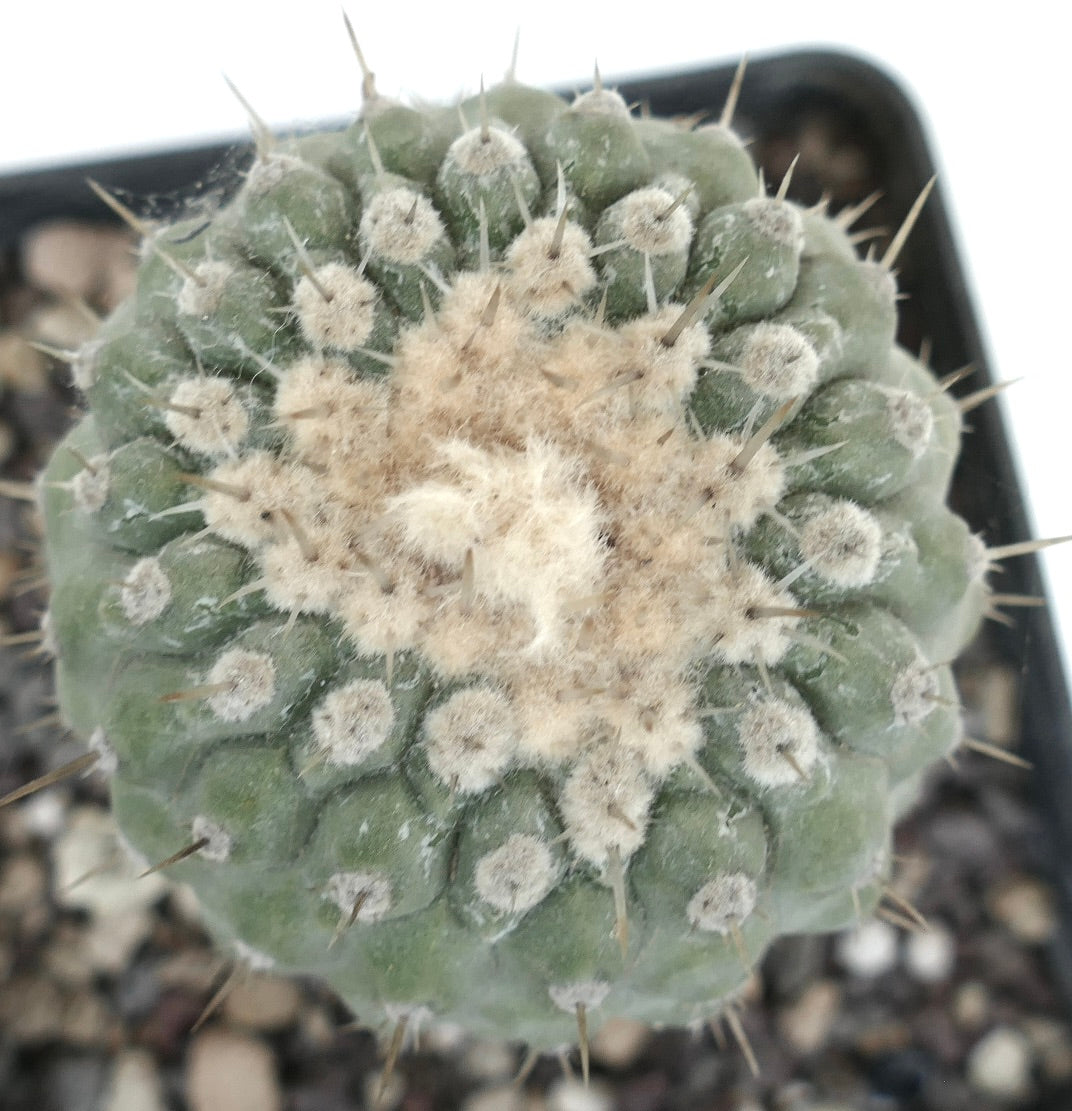Copiapoa columna-alba var albispina round succulent cactus with white woolly areoles and sharp spines