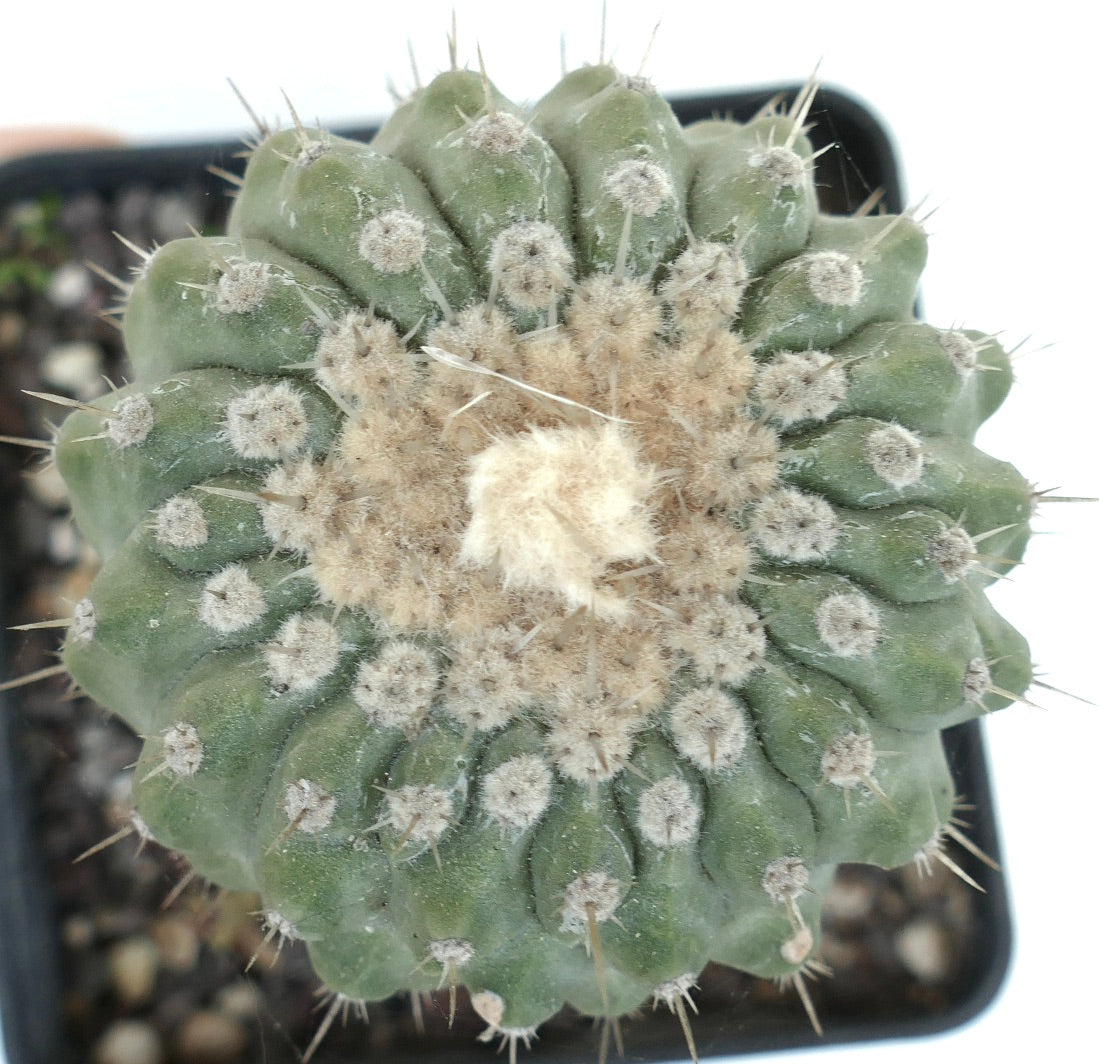 密集した白い綿毛と鋭い棘を持つコピアポア・コルムナ・アルバ cv. アルビスピヌス 多肉サボテン