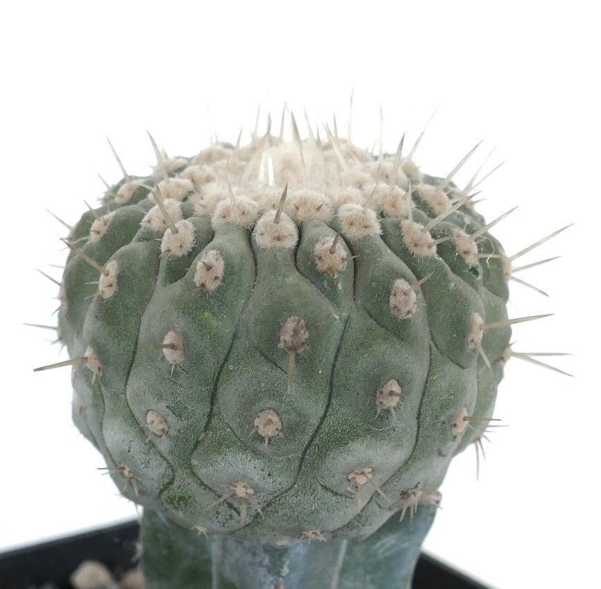 Copiapoa columna-alba succulent cactus with dense white areoles and sharp spines close-up