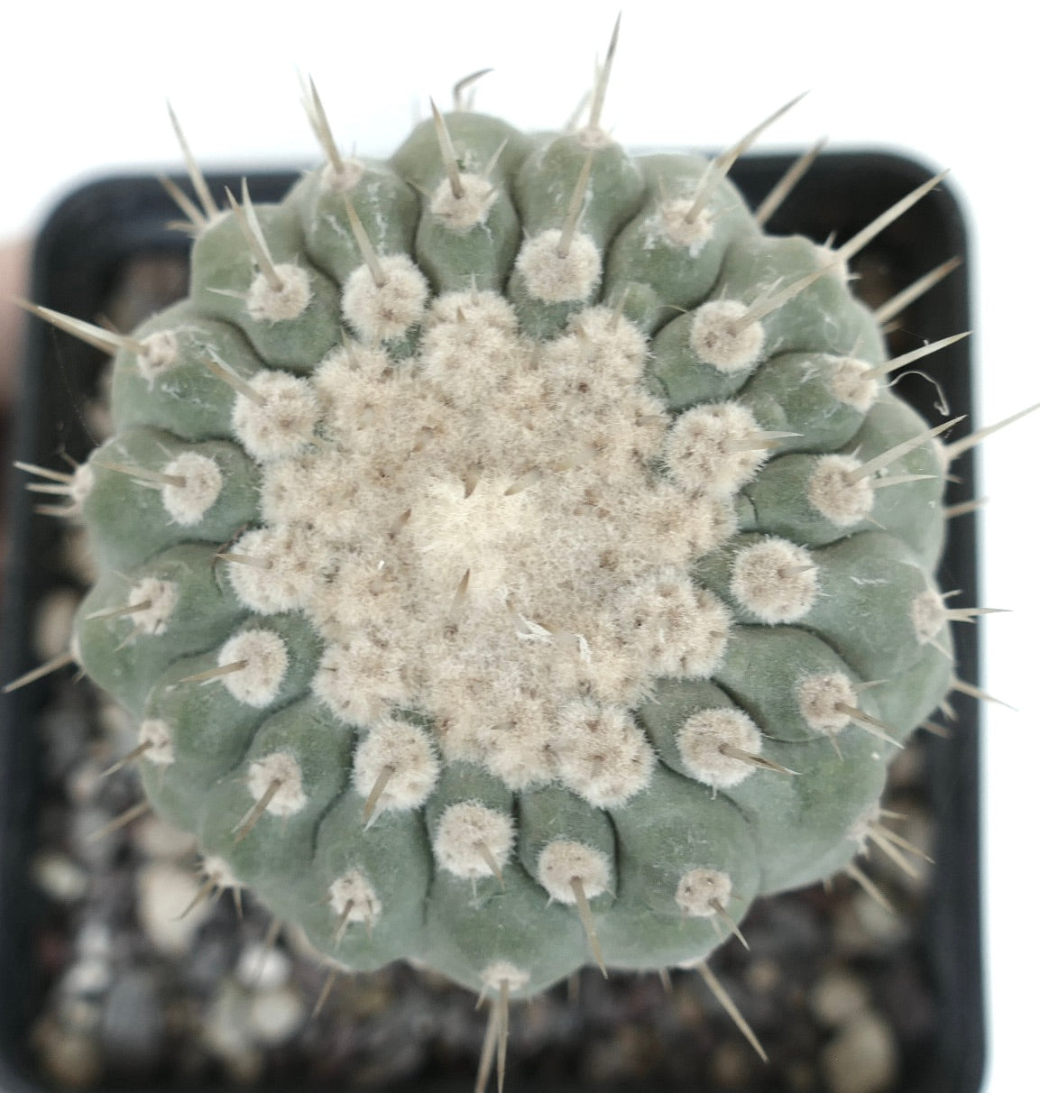 Copiapoa columna-alba succulent cactus with dense white wool and sharp spines in pot