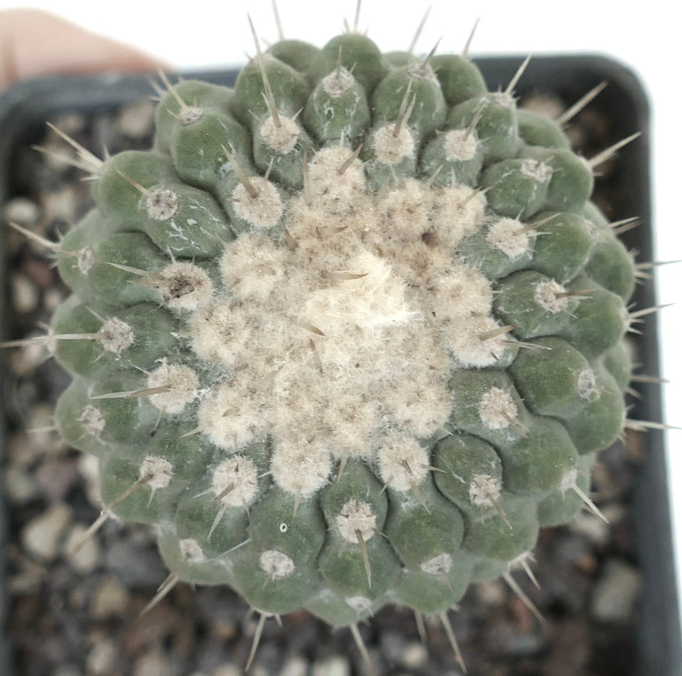 コピアポア・コルムナアルバ フォルム アルビスピナ 希少サボテン 緻密な白い綿毛と鋭い棘付き