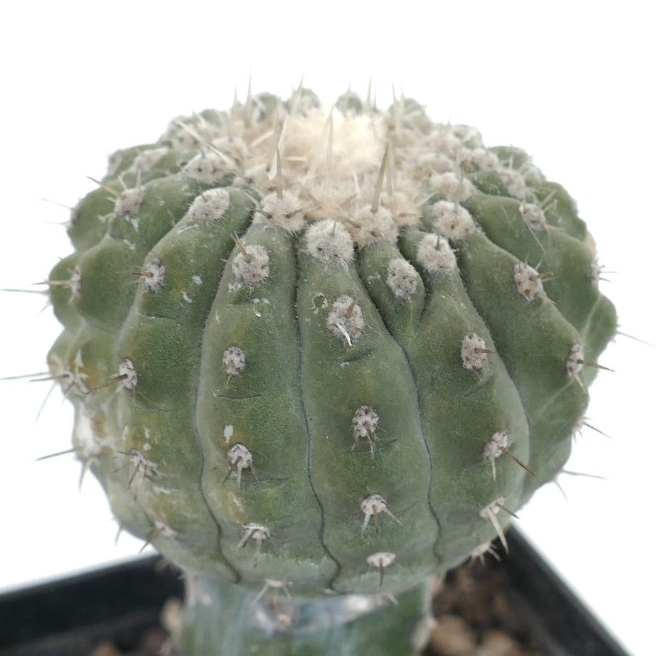 コピアポア・コルムナアルバ cv. アルビスピヌス 珍しい多肉植物サボテン、白いトゲと綿毛状のアレオーレを持つ